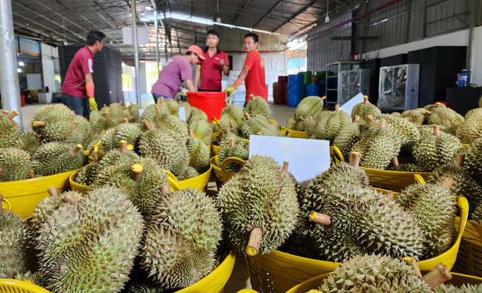 Businesses currently lose money the more they export because durian prices are currently higher than demand. Photo: Quang Yen.