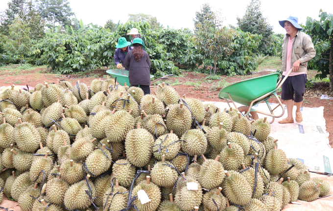 At the beginning of the durian harvest, Dak Lak province encountered two major issues. Photo: Quang Yen.