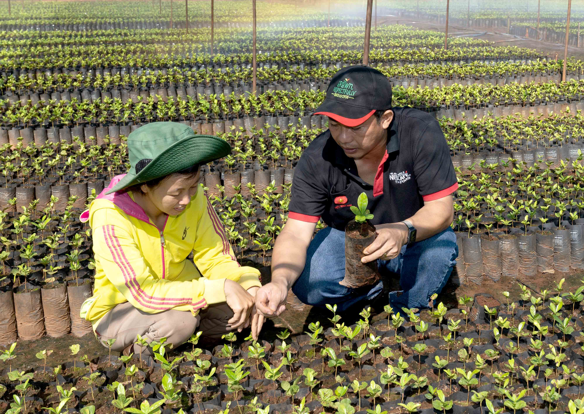 Nestlé Việt Nam cung cấp cây giống cà phê chất lượng cao cho nông dân Tây Nguyên.