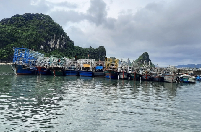 From September 1, fishermen and vehicle owners who do not strictly comply with registration, inspection, and declaration according to regulations will have their vessels and products confiscated. Photo: Nguyen Thanh.