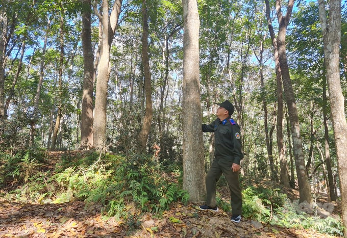 Với diện tích quản lý gần như 'phủ sóng' toàn bộ huyện Kỳ Sơn, nhiệm vụ đặt ra cho Ban quản lý rừng phòng hộ hết sức nặng nề. Ảnh: Việt Khánh.