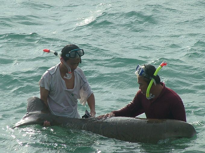 Rescue Dugong, Con Dao National Park in 2007.