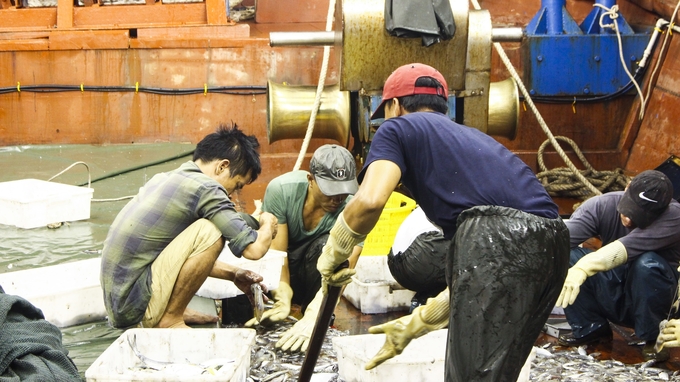 The number of laborers has been reduced thanks to the mechanization of offshore seafood exploitation. Photo: Dinh Muoi.