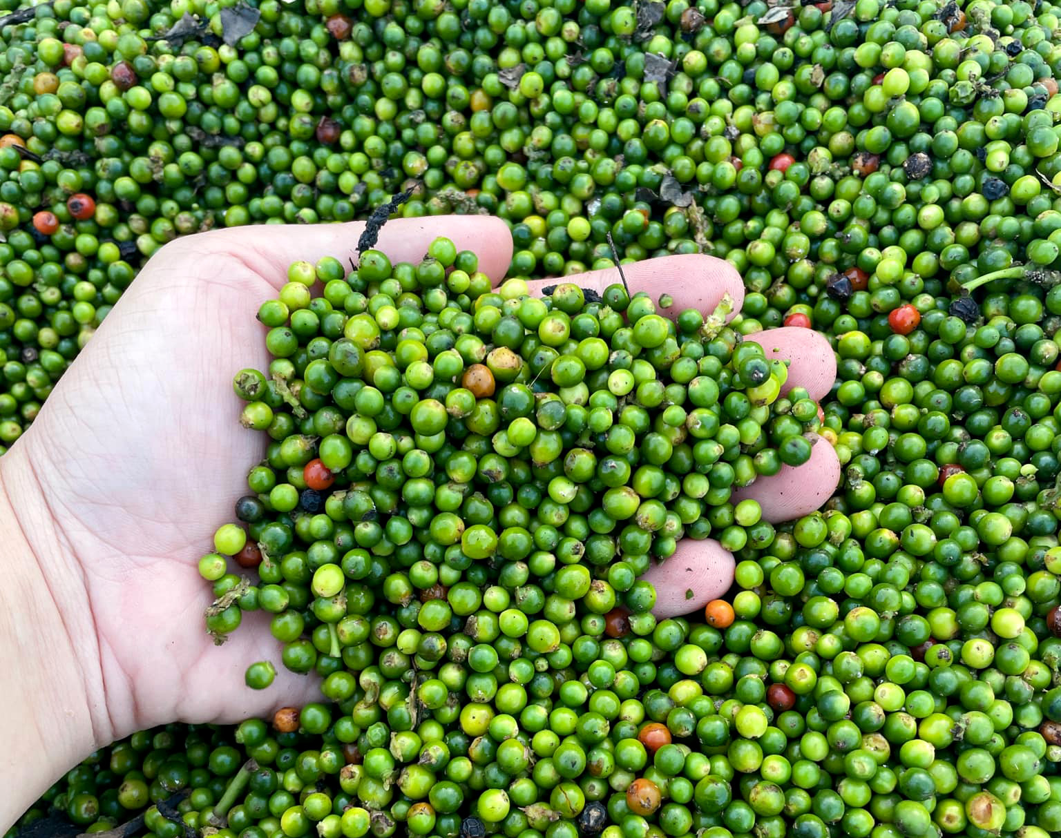 Pepper - one of the agricultural products that Vietnam is exporting a lot to the EU. Photo: Son Trang.