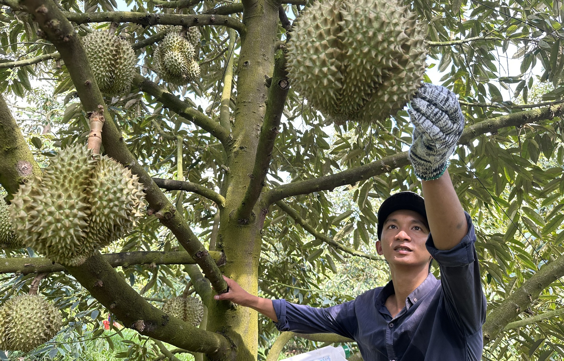 Durian is currently in the harvest season in the Central Highlands.