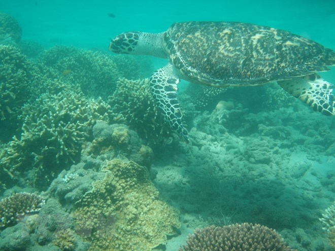 Hawksbill sea turtles were recorded in Con Dao waters. Photo: VNA.