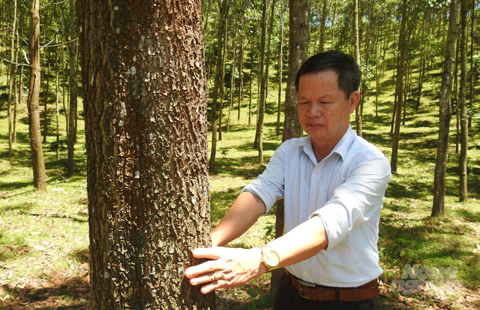 Lĩnh vực lâm nghiệp lần đầu tiên được thực hiện chi trả tín chỉ carbon rừng thông qua Chương trình giảm phát thải vùng Bắc Trung bộ. Ảnh: Kim Anh.