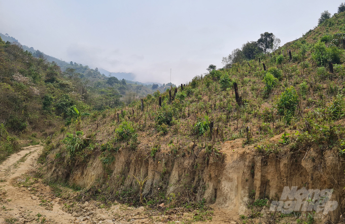Công tác quy hoạch 3 loại rừng không đến nơi đến chốn khiến công tác quản lý, bảo vệ rừng tại Kỳ Sơn đối diện với muôn vàn áp lực. Ảnh: Quốc Toản.