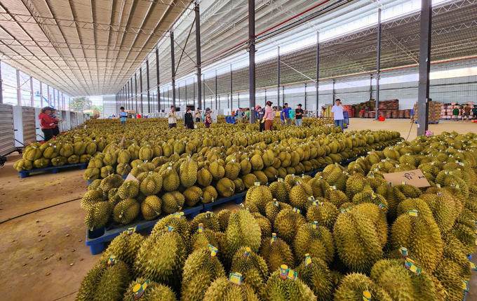 Due to heavy losses per shipment, durian export businesses were forced to operate in moderation. Photo: Quang Yen.