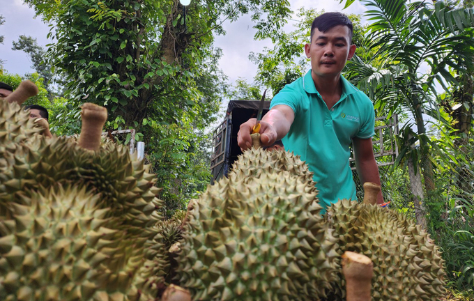 Durian prices in Dak Lak province are gradually dropping from the peak of 90,000 VND per kilogram. Photo: Quang Yen.