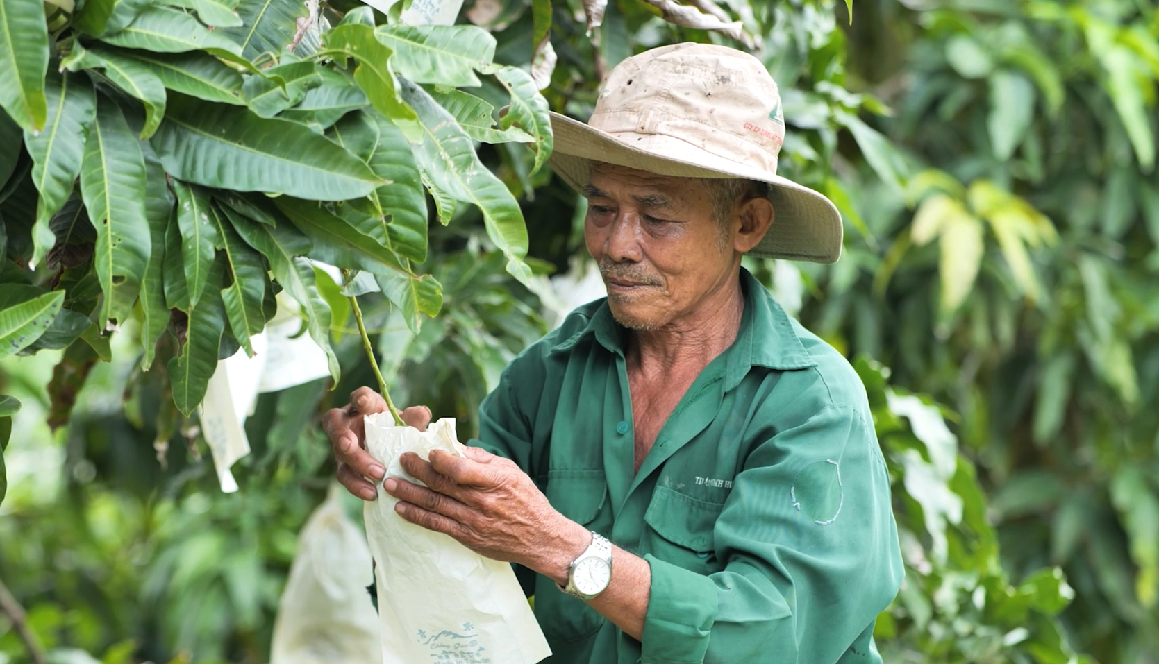 Farmers are instructed on mango care techniques according to the process to 'conquer' fastidious markets.