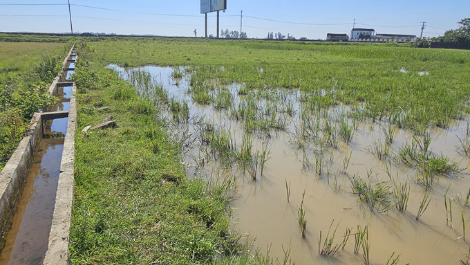 Nước trên các tuyến kênh mương vẫn cần mẫn tưới cho những cánh đồng bỏ hoang trong vụ hè thu. Ảnh: Tâm Đức.