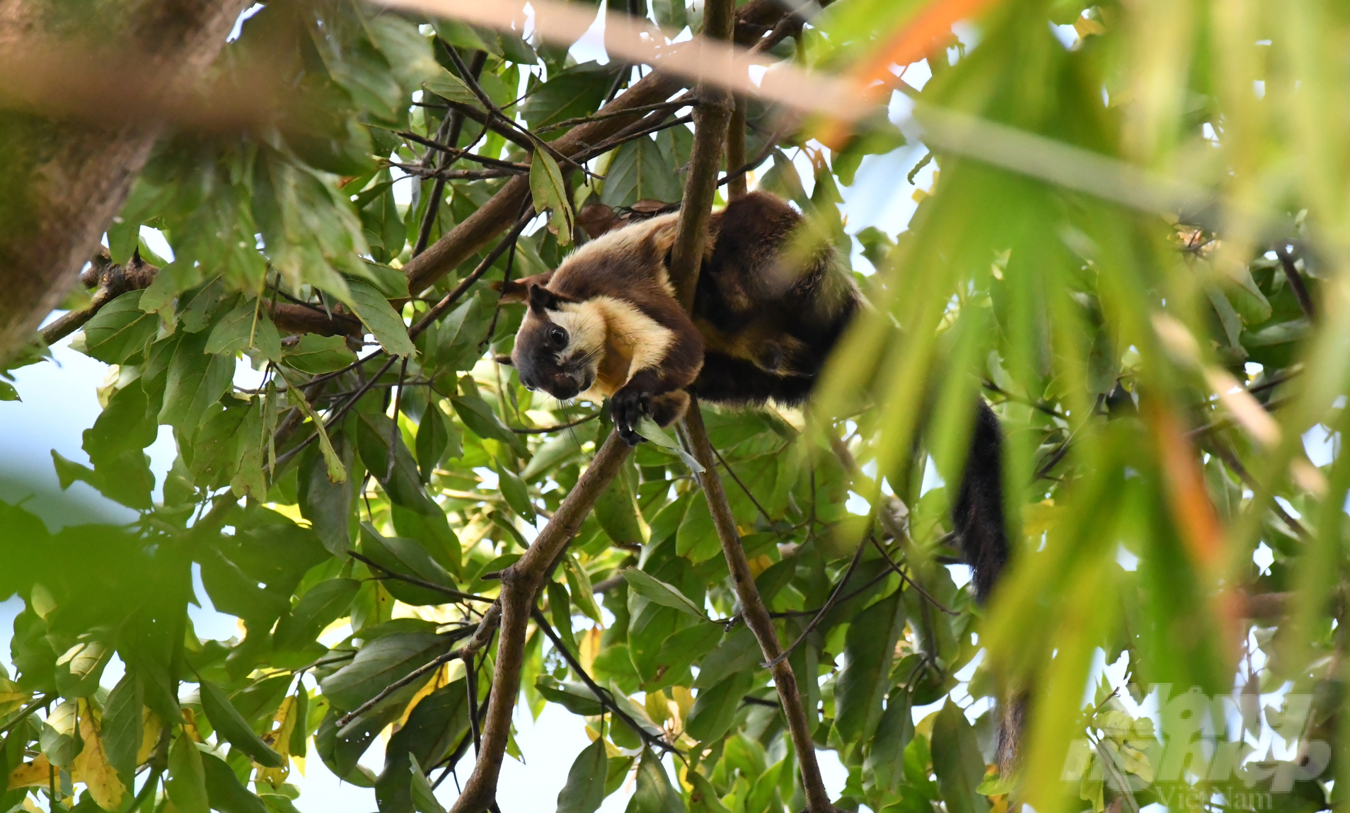 Big black squirrel, one of 835 wild animal species in Bu Gia Map National Park. Photo: Phan Van Bien.