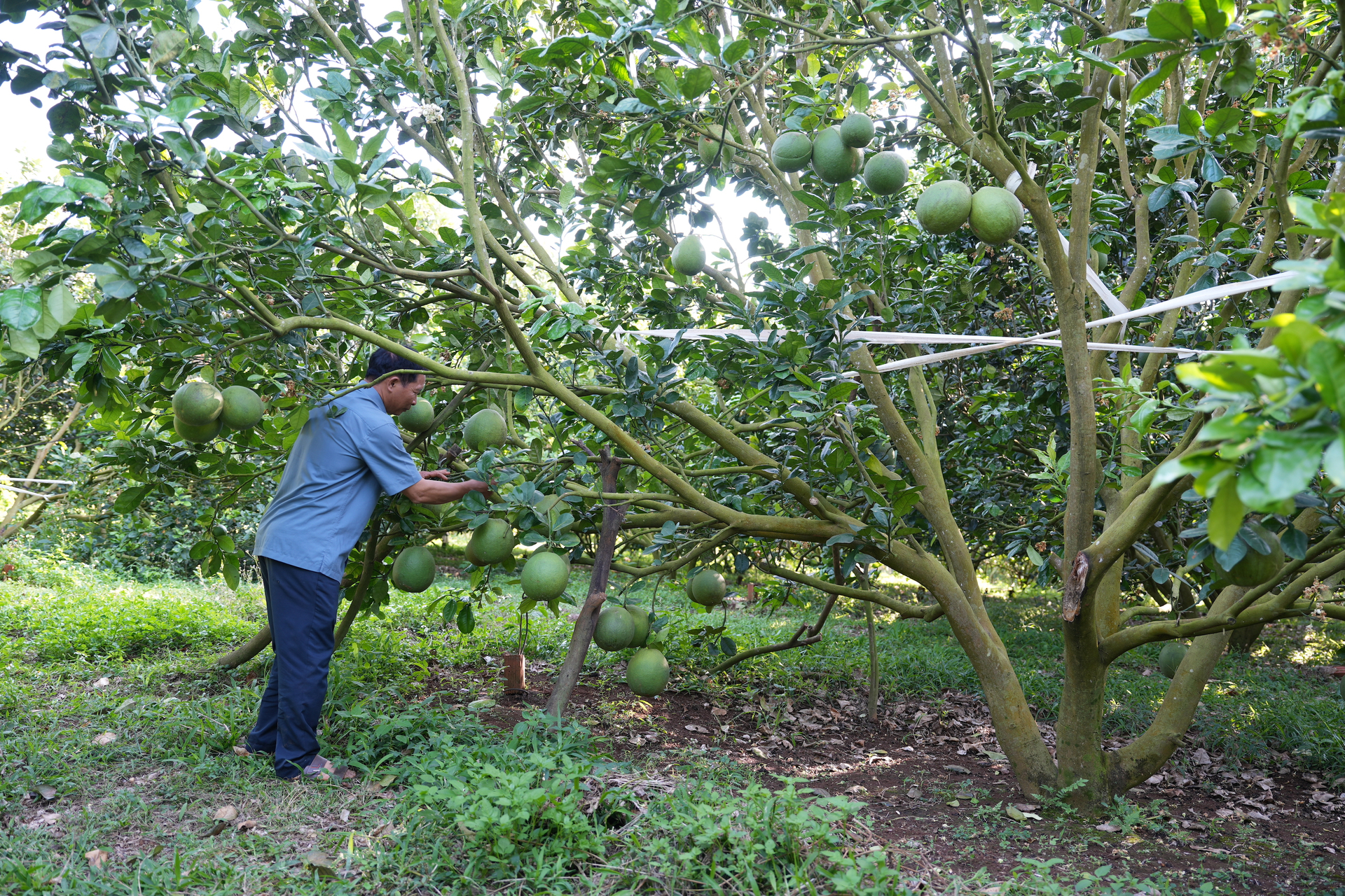 An organic grapefruit garden in Dak Nong.