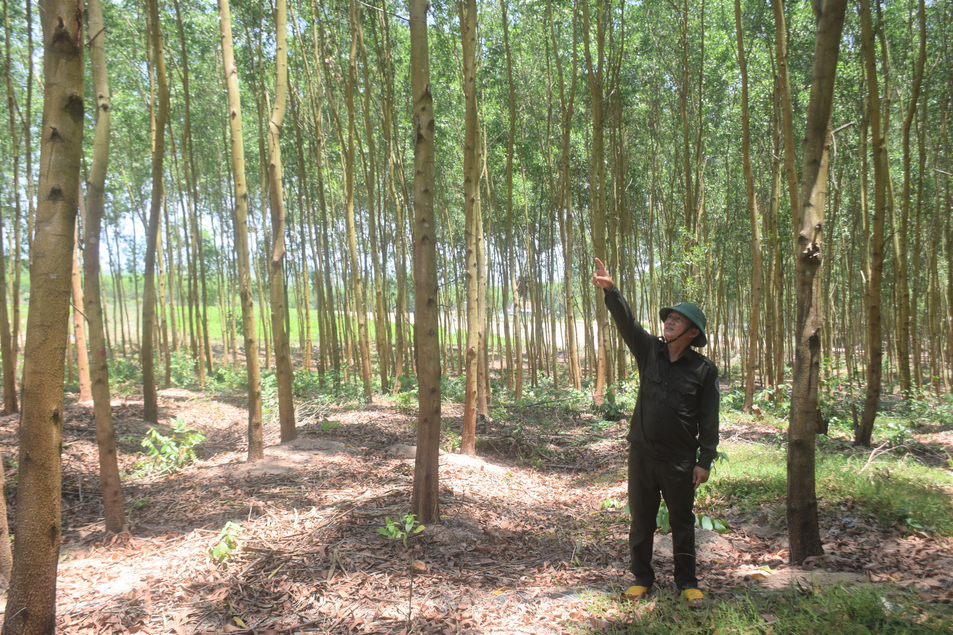 Binh Dinh strives to have 30,000 hectares of large timber forests by 2030. Photo: V.D.T.