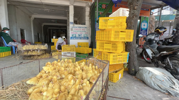 Mới hơn 9h sáng nhưng đại lý Thúy Bộ đã tiêu thụ cả ngàn con vịt bơ giống 'Tàu'. Ảnh: Hùng Khang.