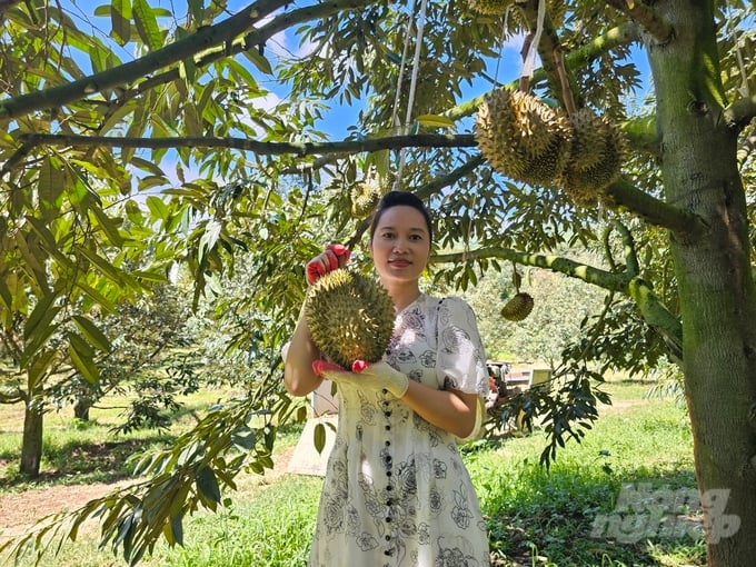 Thanh Hung Company currently has over 50 hectares of durian production area, with approximately 22 hectares certified with production unit codes. Photo: Kim So.