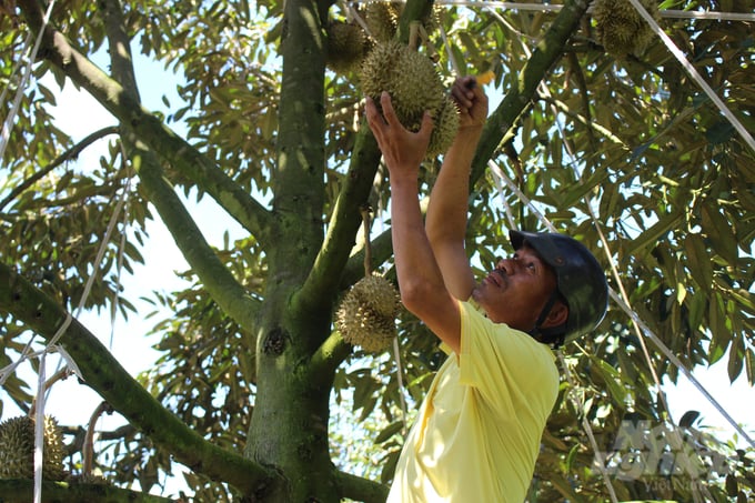 Khanh Son district is closely coordinating with businesses and cooperatives to bring durian production into compliance with organic and VietGAP standards in association with the issuance of production unit codes. Photo: Kim So.