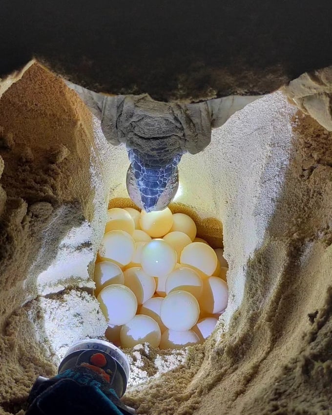 The successful egg-hatching rate of Con Dao sea turtles averages 93.6%.