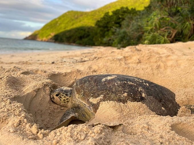 Con Dao National Park is the first place to research and apply effective sea turtle conservation models, suitable for Vietnamese conditions, which can then be applied to other regions.