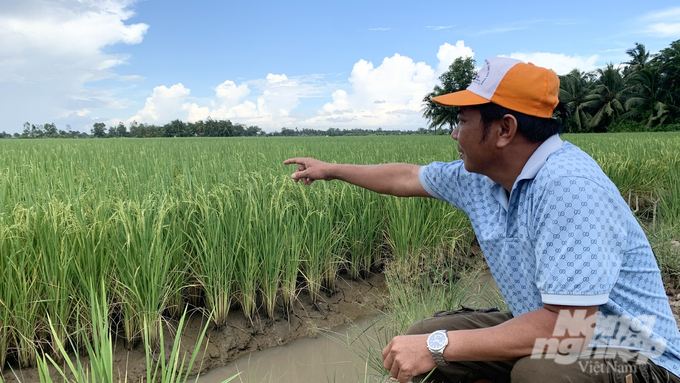 Cánh đồng lúa canh tác theo phương pháp hữu cơ tại HTX nông nghiệp Phước Hảo. Ảnh: Hồ Thảo.
