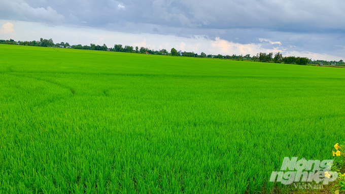 Trong kế hoạch, tỉnh Trà Vinh sẽ mở rộng diện tích canh tác lúa hữu cơ lên 2.500ha vào năm 2030. Ảnh: Hồ Thảo.