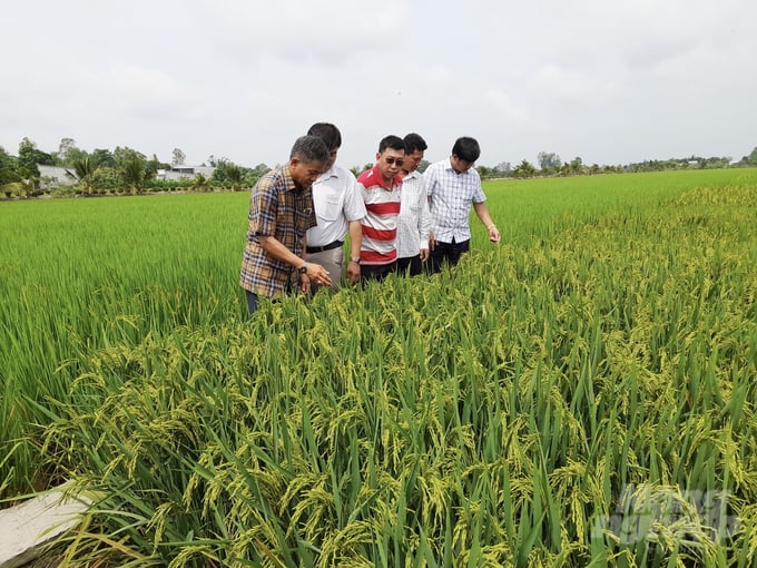 Mô hình canh tác lúa hữu cơ tại huyện Châu Thành, tỉnh Trà Vinh đạt năng suất ấn tượng 7 tấn/ha và nhận được sự hưởng ứng tích cực từ nông dân. Ảnh: Hồ Thảo.