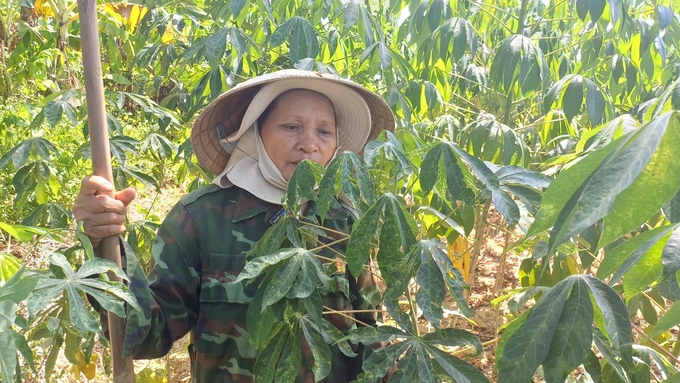 Cây sắn đang trong giai đoạn tạo củ nên bà con rất lo lắng khi nhiễm bệnh sẽ ảnh hưởng đến năng suất, chất lượng. Ảnh: Lê Khánh.