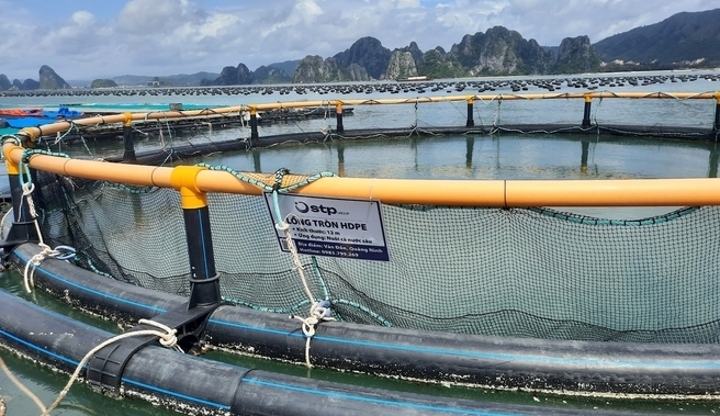 The mariculture model applying science and technology helps protect the marine environment in Quang Ninh. Photo: Nguyen Thanh.