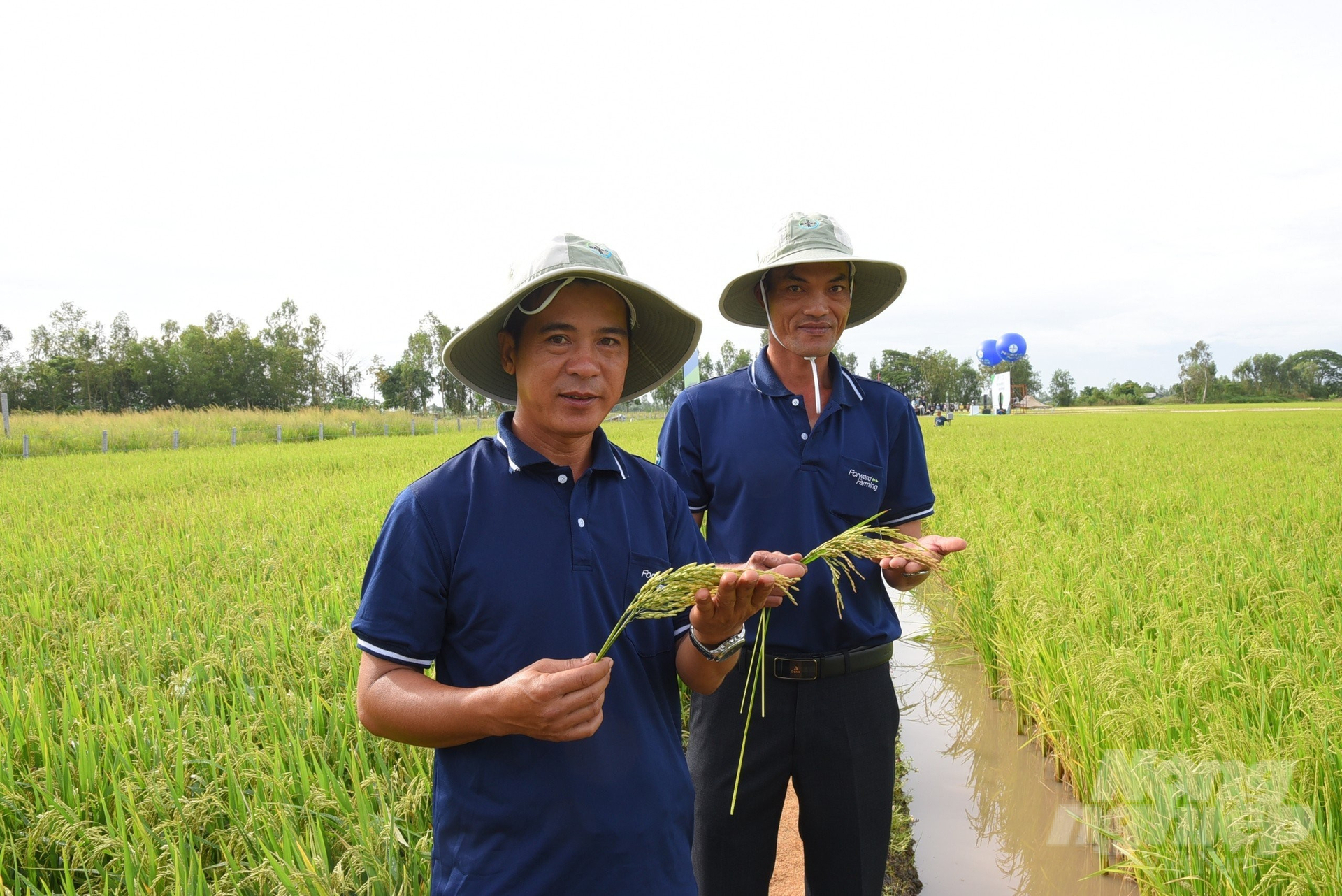 Nhà nông Đỗ Trí Hùng (phải) cùng nhà nông Dương Văn Siêu phấn khởi khi thấy ruộng lúa áp dụng mô hình Forward Farming cây cứng khỏe, ít đổ ngã, bông dài, mẩy hạt. Ảnh: Hồ Thảo.