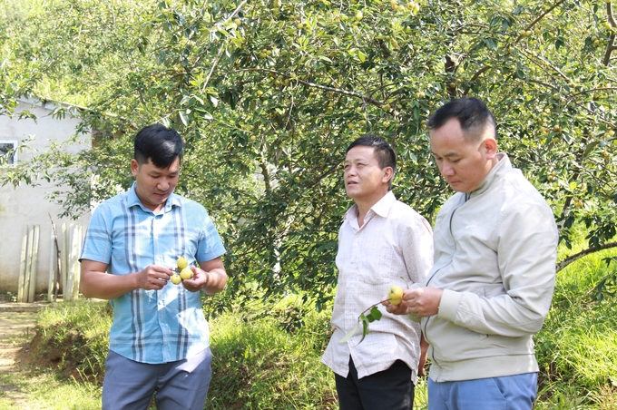 Hiện nay huyện Mù Cang Chải có khoảng 5.000ha cây táo mèo. Ảnh: Thanh Tiến.