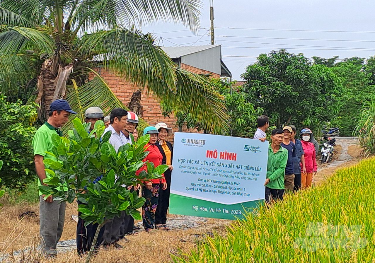 Trong vụ lúa hè thu 2023 nông dân Đồng Tháp tham gia liên kết sản xuất lúa giống được Vinaseed bao tiêu toàn bộ sản phẩm giúp nông dân gia tăng lợi nhuận từ 20-25%. Ảnh: Lê Hoàng Vũ.