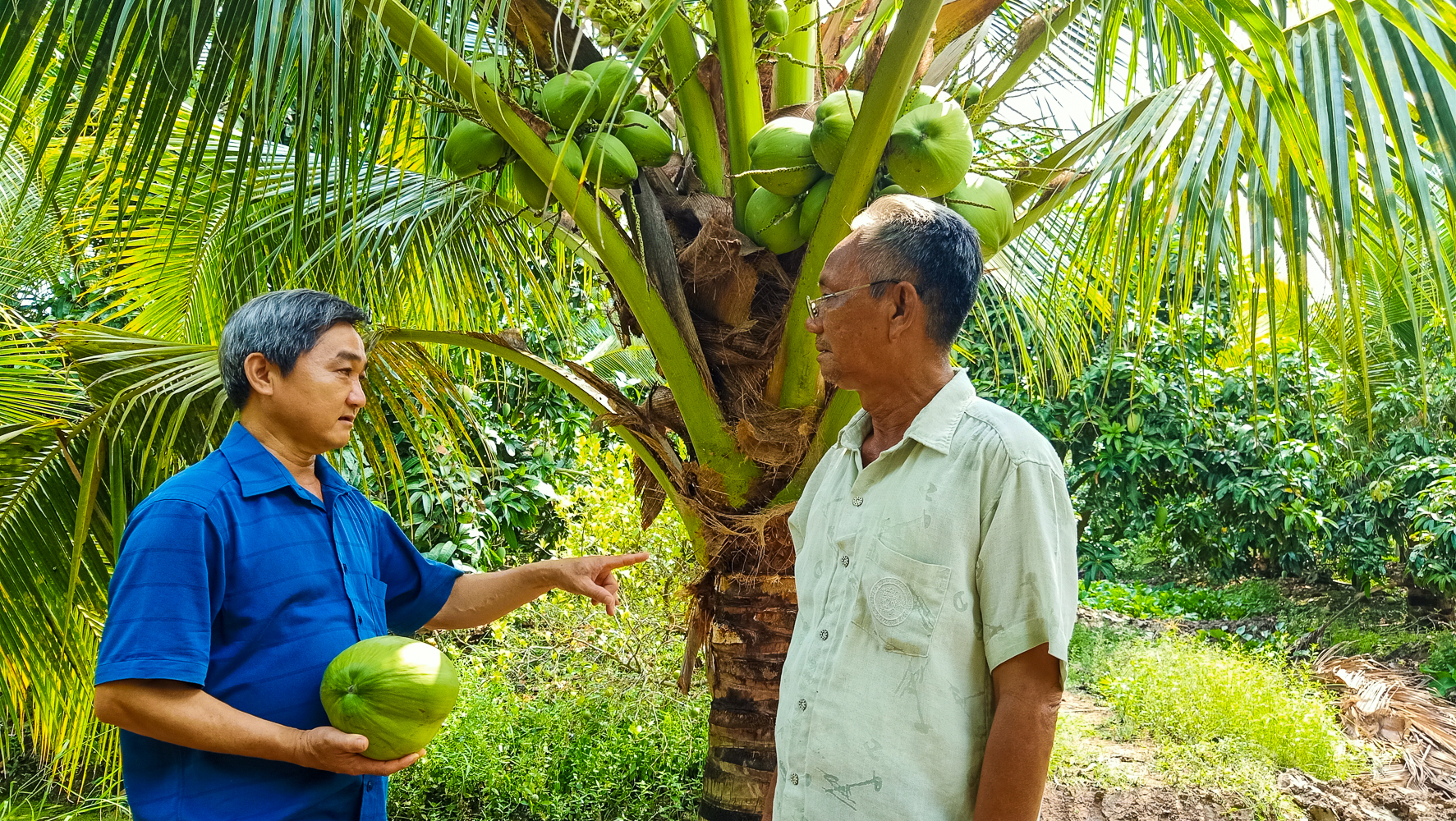 The coconut growing area focuses on organic production in Ke Sach district, Soc Trang province. Photo: Kim Anh.