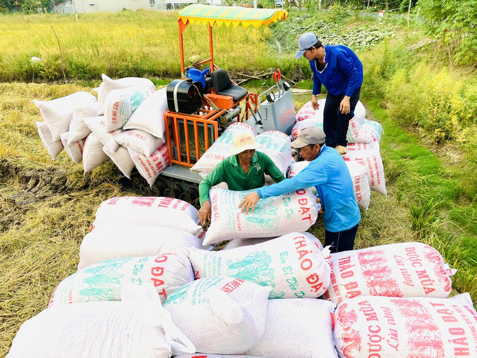 Xuất khẩu lúa gạo 8 tháng đầu năm 2023 đạt 5,85 triệu tấn, trị giá 3,7 tỷ USD. Ảnh: TL.