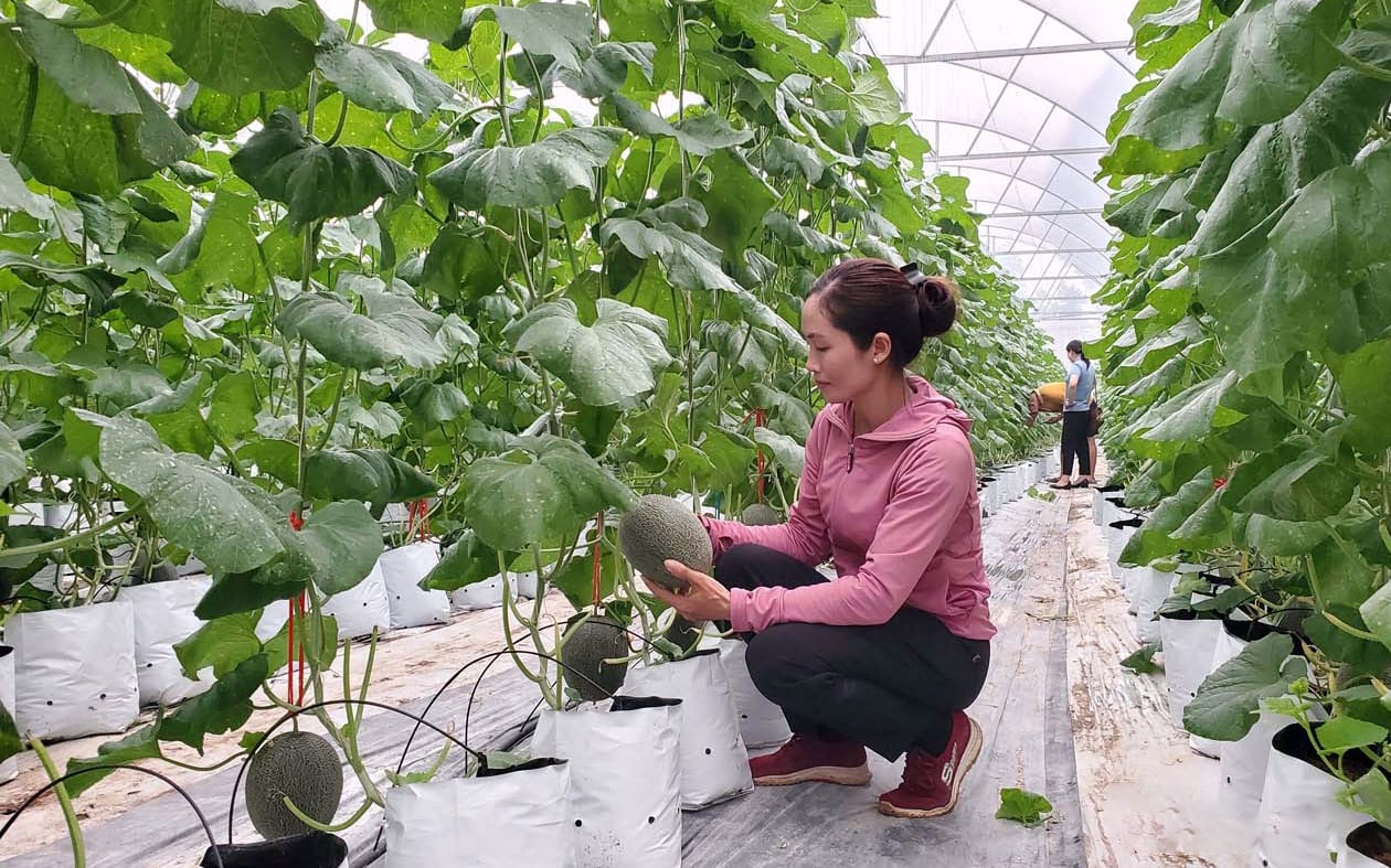 Bắc Ninh chủ trương ứng dụng nông nghiệp công nghệ cao vào sản xuất.