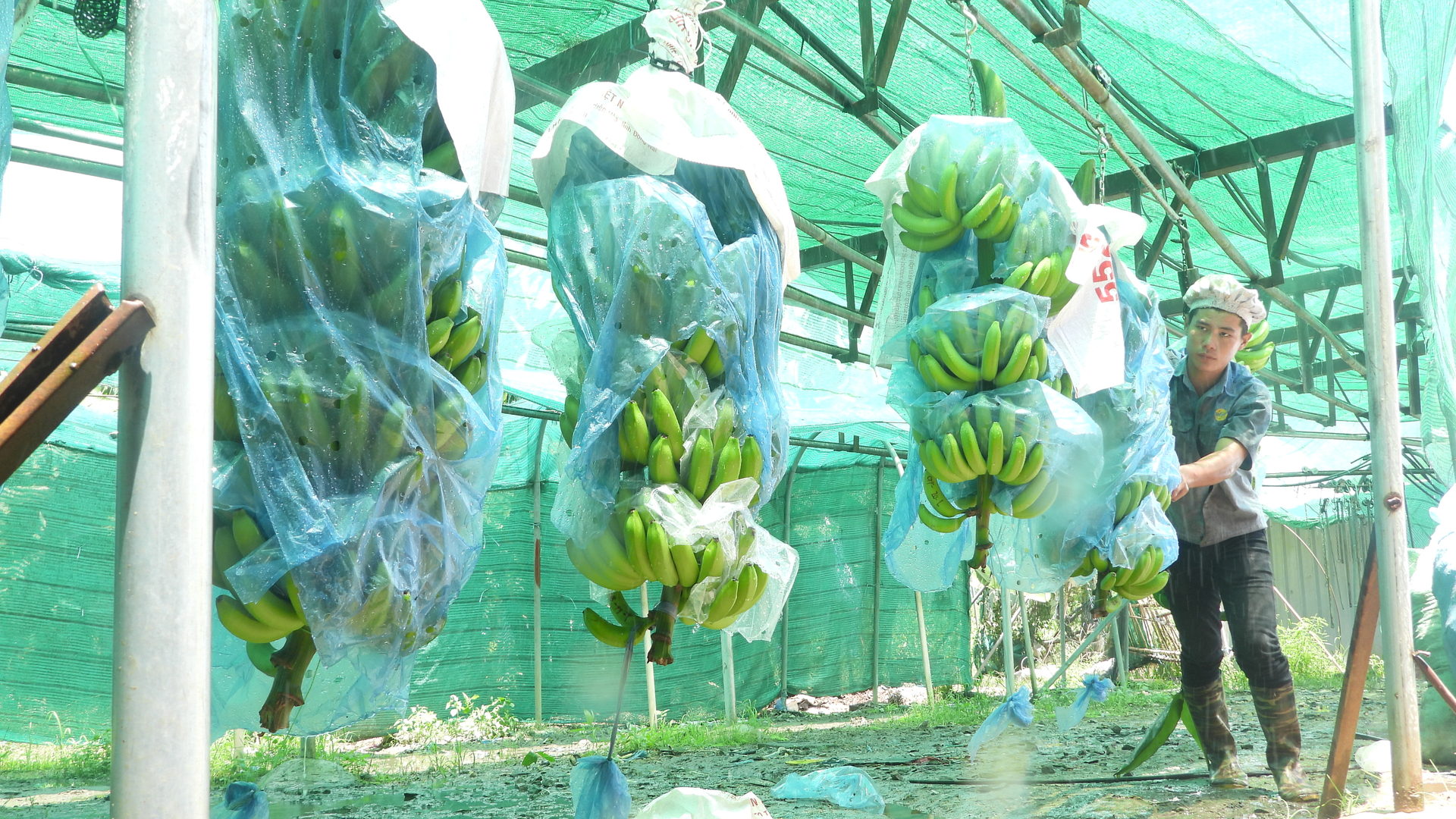 Chuối là một trong những cây trồng chủ lực ứng dụng công nghệ cao vào sản xuất tại huyện Phú Giáo. Ảnh: Trần Trung.