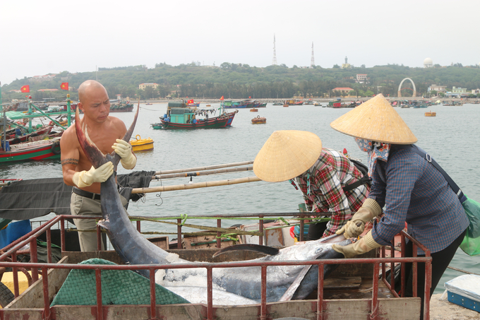 Một chuyến đi biển bội thu của ngư dân ở ngư trường Bạch Long Vỹ. Ảnh: Đinh Mười.