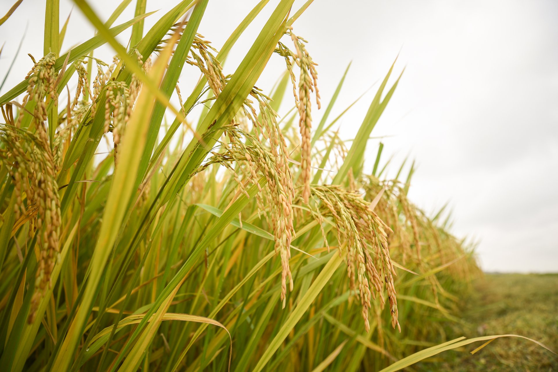 Việt Nam đủ khả năng đảm bảo an ninh lương thực với sản lượng lúa gạo hiện nay. Ảnh: Tùng Đinh.