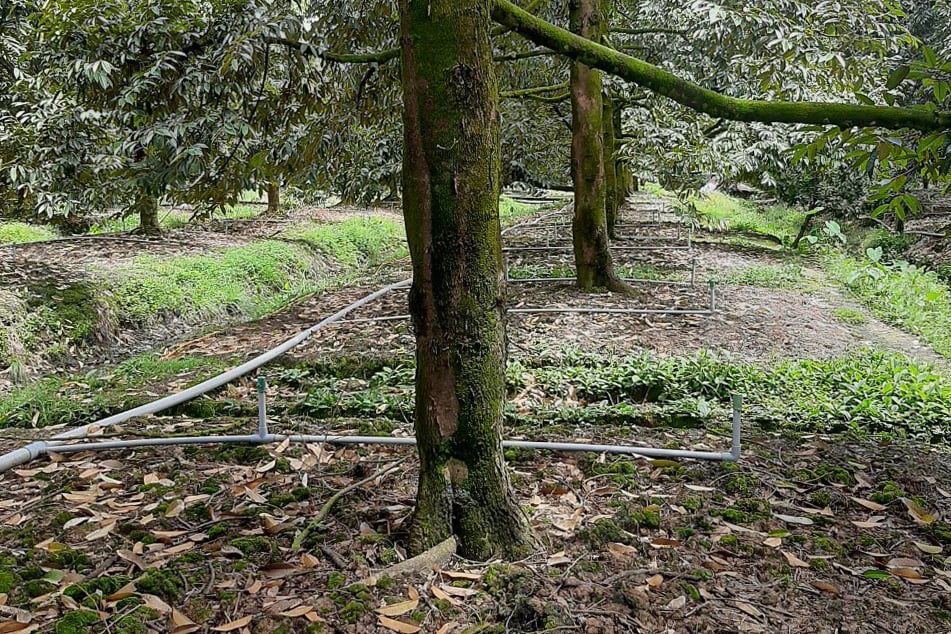 Hệ thống tưới cung cấp nước cho cây sầu riêng.