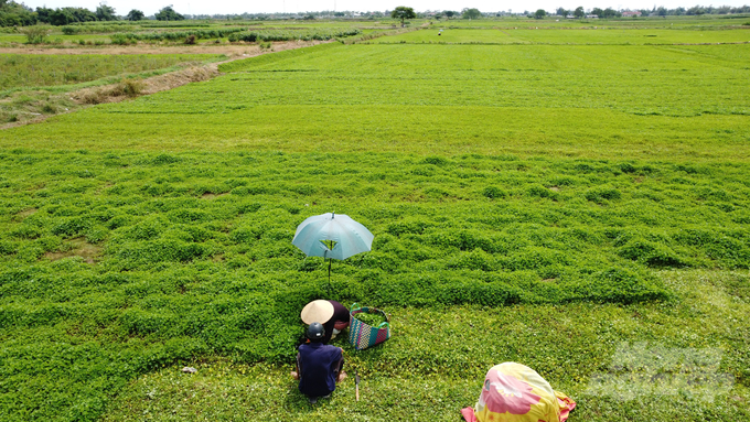 Phát triển vùng nguyên liệu rau má tại xã Quảng Thọ. Ảnh: Công Điền.
