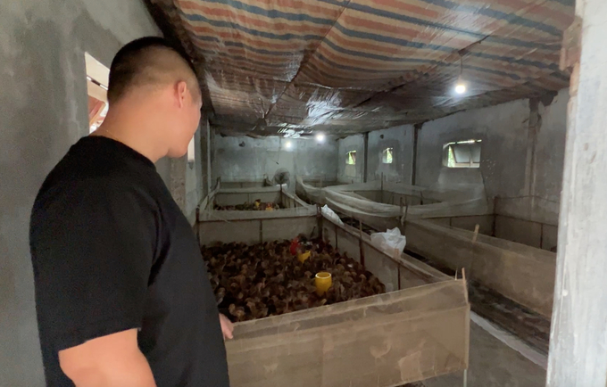 Một trại gà được Việt liên kết nuôi gia công để gột gà Tàu. Ảnh: Hùng Khang.