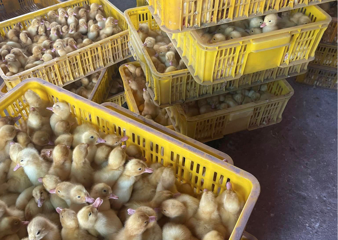Ngoài các giống gà, Việt cũng nhập số lượng lớn vịt bơ Tàu từ Trung Quốc để giao đại lý gia cầm giống các tỉnh phía Bắc.