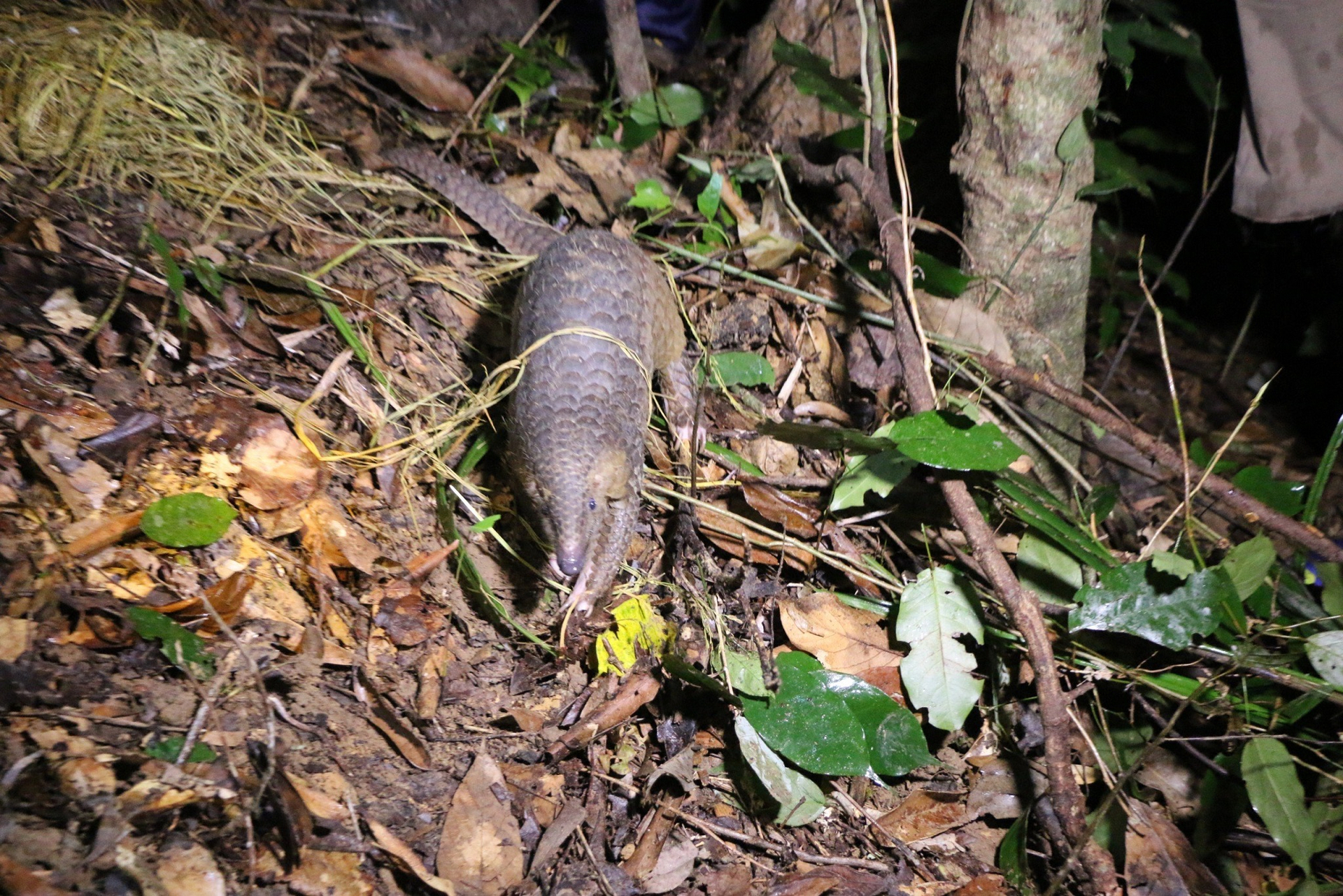 The pangolin was rescued and released back into the Annamite forest. Photo: WWF.