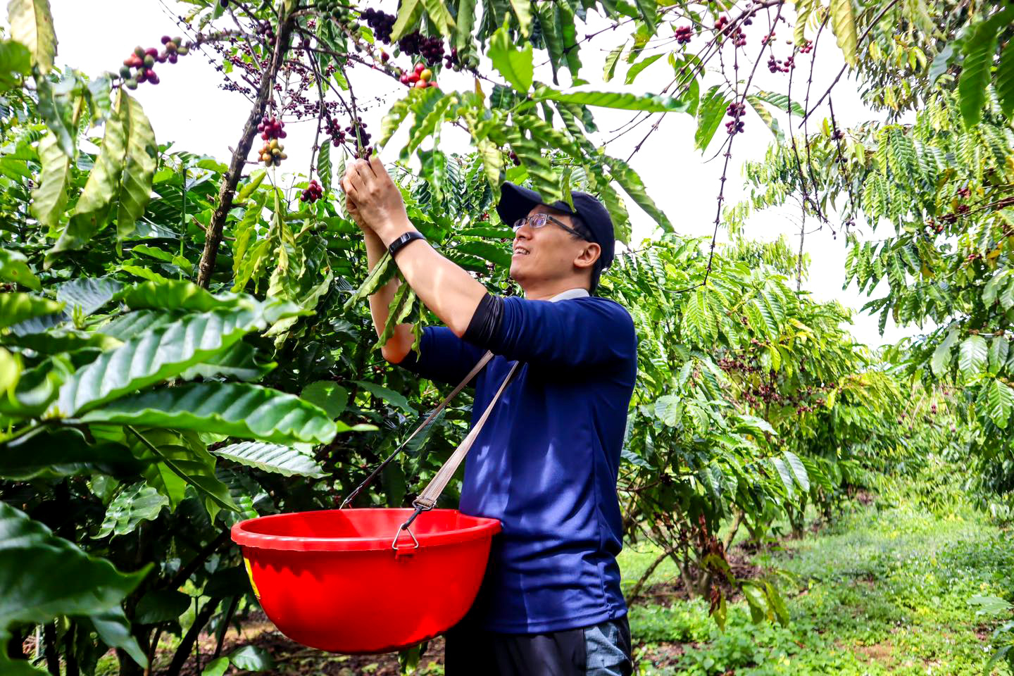 Coffee harvesting on a farm in the Central Highlands. Photo: Son Trang.
