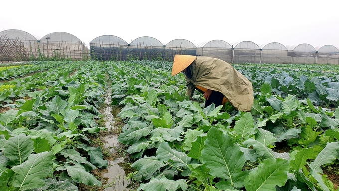 Rau màu là nhóm cây trồng rất có lợi thế trong vụ đông những năm gần đây ở Nghệ An.