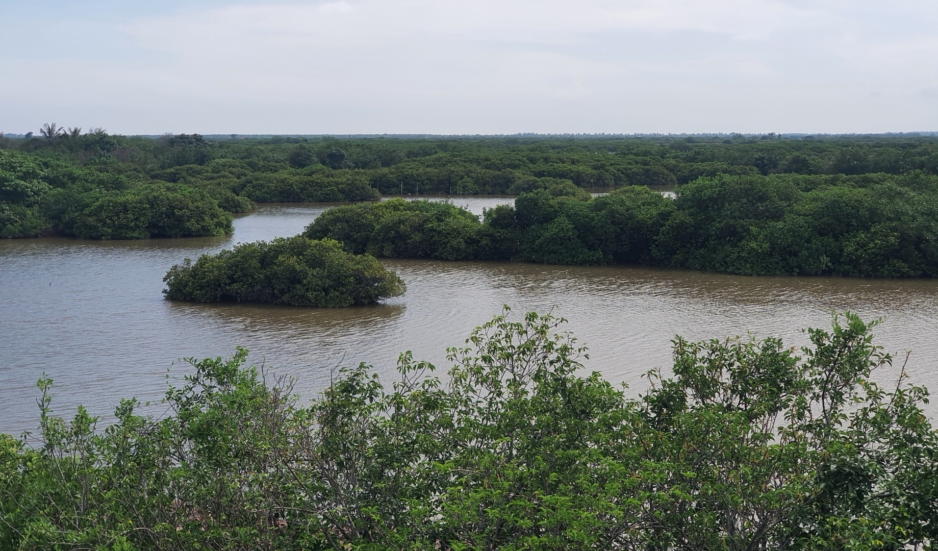 Thai Binh's special-use forest reserve has just been re-established to 1/10 of the area of Tien Hai Wetland Nature Reserve. Photo: Kien Trung.