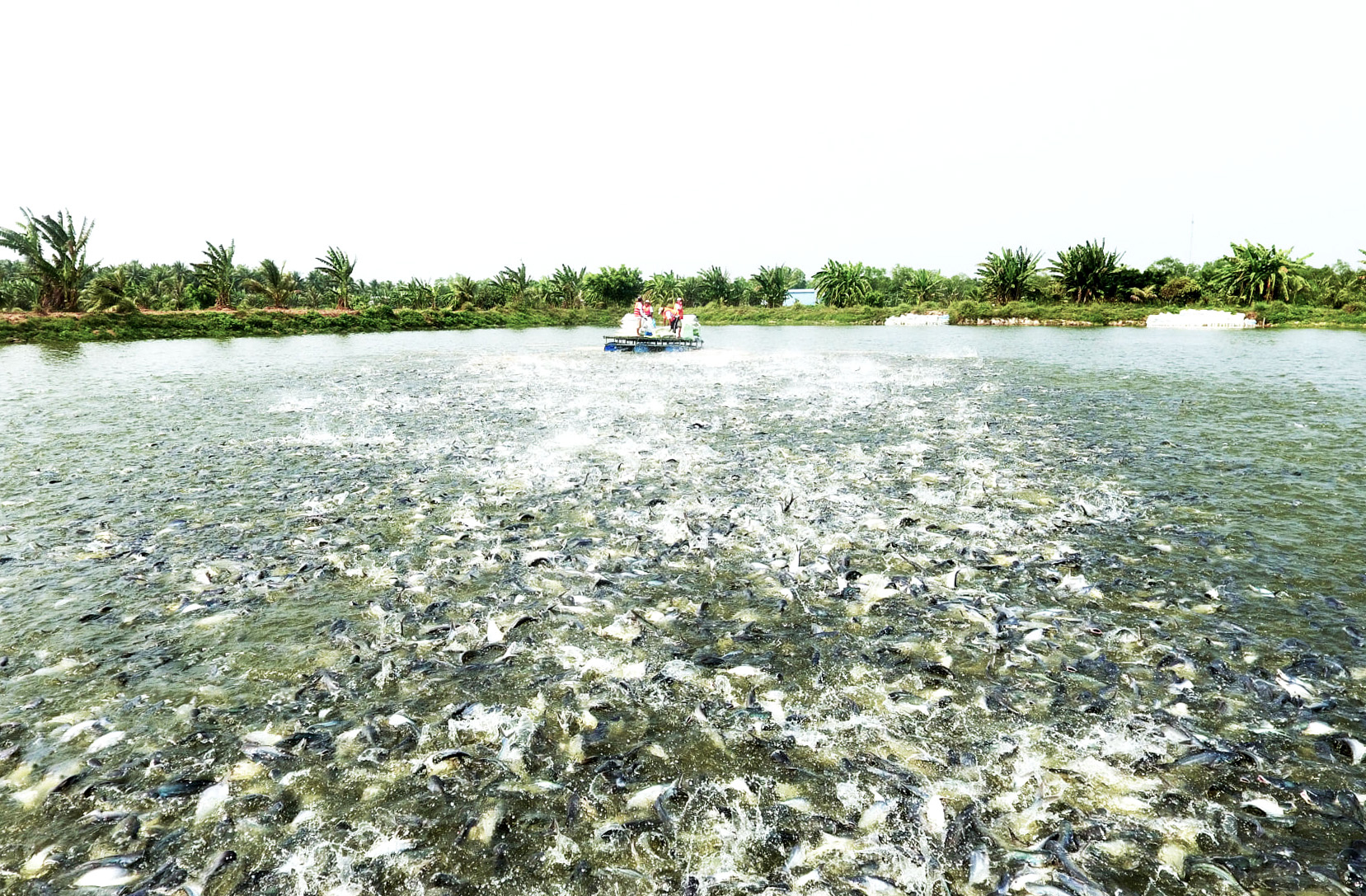 Business-owned pangasius production area in Tien Giang province. Photo: Son Trang.
