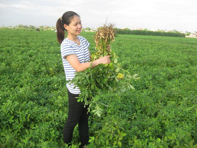 Lạc là cây trồng có giá trị cao, dễ tiêu thụ, có thể mở rộng sản xuất trong vụ đông ở Nghệ An.