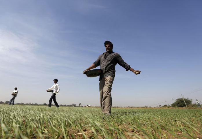 Farmers sprinkle fertilizer on a wheat field on the outskirts of Ahmedabad, India, December 15, 2015. REUTERS/Amit Dave/File Photo Acquire Licensing Rights