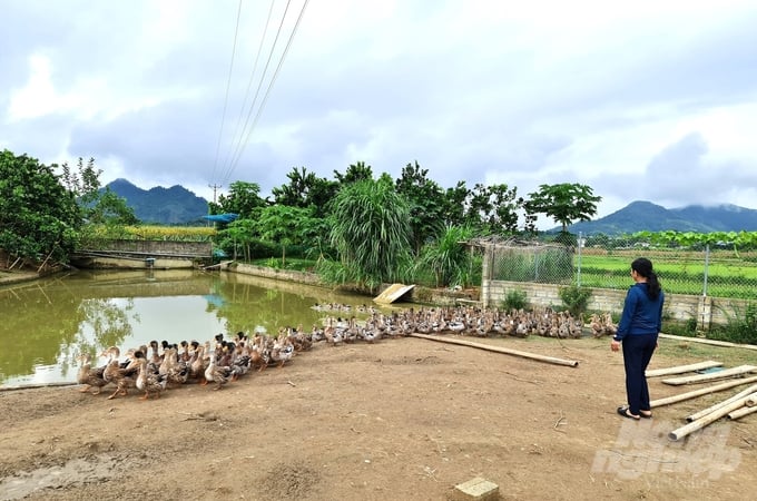 Việc bảo tồn và phát triển giống vật nuôi bản địa mang lại thu nhập ổn định cho nhiều hộ nông dân ở Tuyên Quang. Ảnh: Đào Thanh.